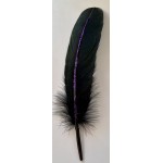 Feather Smudge Black